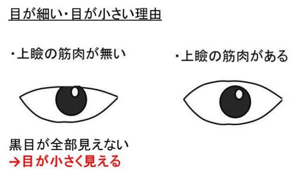 目が細いことがコンプレックスでつらい 目が小さい理由と改善方法 一重 白丸くん