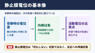 静止膜電位の意味と基本像