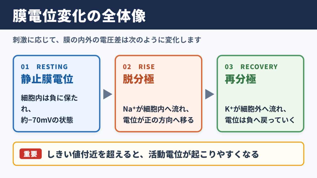 膜電位変化の全体像