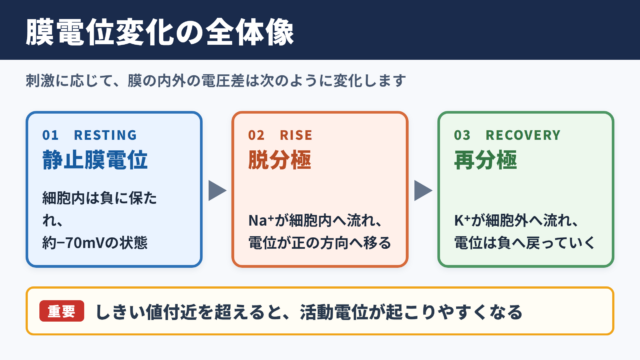 膜電位変化の全体像