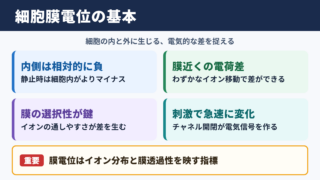 細胞膜電位の基本的な意味