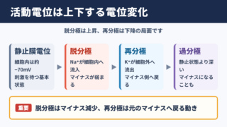 脱分極と再分極の違いと活動電位の全体像