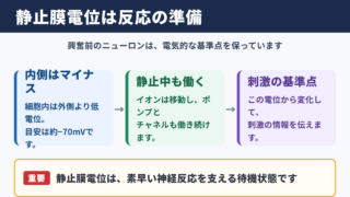 静止膜電位の意味と基本結論